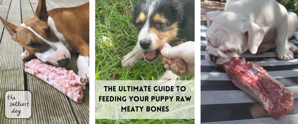 What bones can puppies eat best sale