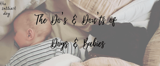 The Do's & Don'ts Of Dogs & Babies - The Saltiest Dog 