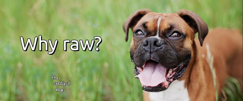 Why Raw? - The Saltiest Dog 