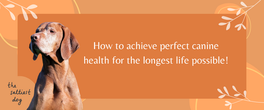 How To Achieve Perfect Canine Health....