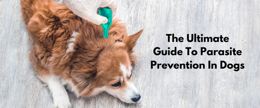 The Ultimate Guide To Parasite Prevention In Dogs