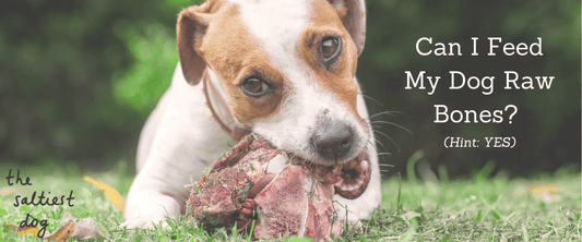 Can I Feed My Dog Raw Bones? (Hint: YES!) - The Saltiest Dog 
