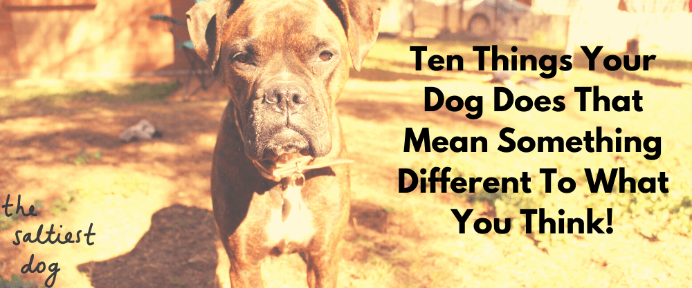 Ten Things Your Dog Does That Mean Something Different To What You Think! - The Saltiest Dog 