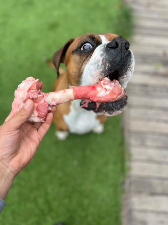 Lamb Leg Bones