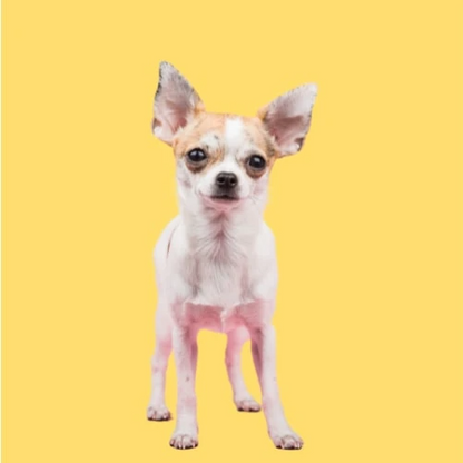 Chihuahua Conditioner